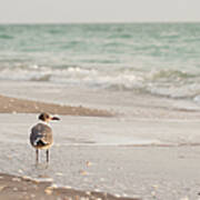Seagull Standing In Ocean On Beach Art Print