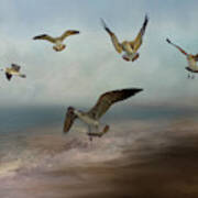 Seagulls In Flight Art Print