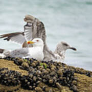 Seagulls With Mussels Art Print