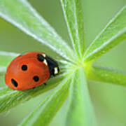 Seven Spot Ladybird Coccinella Art Print