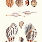 Shell Collection Ii Art Print