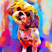 Shih Tzu 4 Art Print