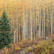 Shimmering Aspens Art Print