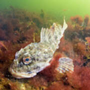 Shorthorn Sculpin In Bonne Bay Art Print