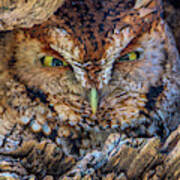 Shy Screech Owl Art Print