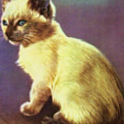 Siamese Kitten Art Print