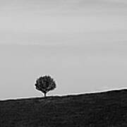 Silhouetted Lone Tree Stands On A Hill Art Print