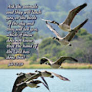 Skein Of Canada Geese With Scripture Art Print