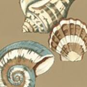 Small Shell Trio On Khaki Ii (p) Art Print