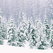 Snow Covered Pine Trees Art Print