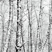 Snow On Deciduous Trees Art Print