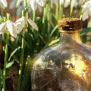 Snowdrop Flowers And Old Glass Jar With Sunlight Art Print