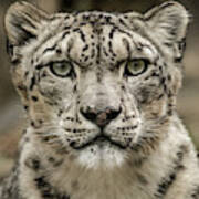 Snowleopardfacial Art Print