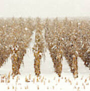 Snowy Corn Stalks Art Print