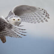 Snowy Owl In Flight Art Print