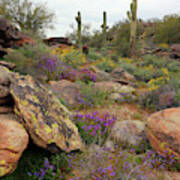 South Mountain Wildflowers Art Print