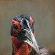 Southern Ground Hornbill Art Print