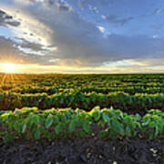 Soybean Field At Sunrise Art Print