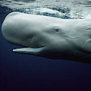 White Sperm Whale Art Print