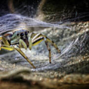 Spider At The Gate Art Print