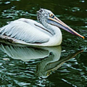 Spot-billed Pelican Art Print