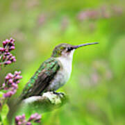 Spring Beauty Ruby Throat Hummingbird Art Print