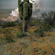 Springtime Saguaro Art Print