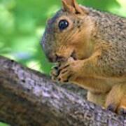 Squirrel Eating A Nut In A Tree Art Print