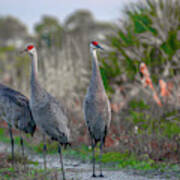 Standing Sandhills Art Print