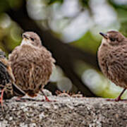 Starling Fledgling Art Print