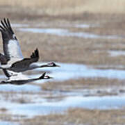 Stay Close My Love. Eurasian Crane Art Print