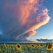 Storm Clouds And Sunflowers Art Print