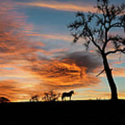 Stunning Horse And Oak Tree In Southwestern Sunset Art Print