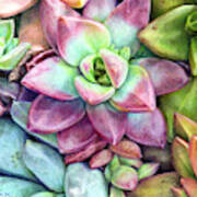 Succulent Succulents Art Print