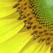Sunflower Corner Art Print