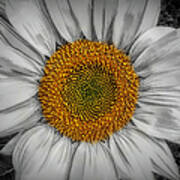 Sunflower Delight Art Print