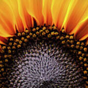 Sunflower Dreams Art Print