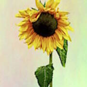 Sunflower With Peakaboo Bangs Art Print
