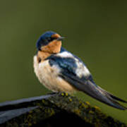 Swallow - 5/31/2023 Grand Teton Art Print