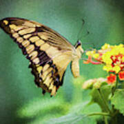 Swallowtail Butterfly Art Print