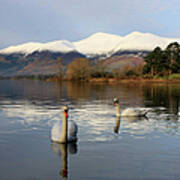 Swans And Skiddaw Art Print