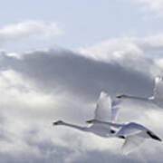 Swans In The Sky Art Print