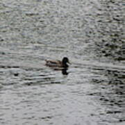 Swimming Duck In Pond Art Print