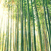 Tall Bamboo Forest Art Print