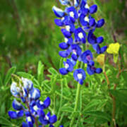 Texas Bluebonnet Art Print