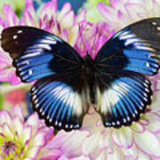 Hypolimnas Salmacis Blue Diadem Real African Butterfly Entomology Shadowbox
