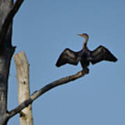 The Cross Of The Cormorant Art Print