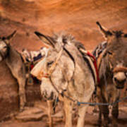 The Donkeys Of Petra Art Print