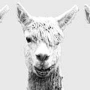 The Faces Of Alpaca Art Print