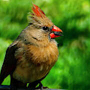 The Female Cardinal Art Print